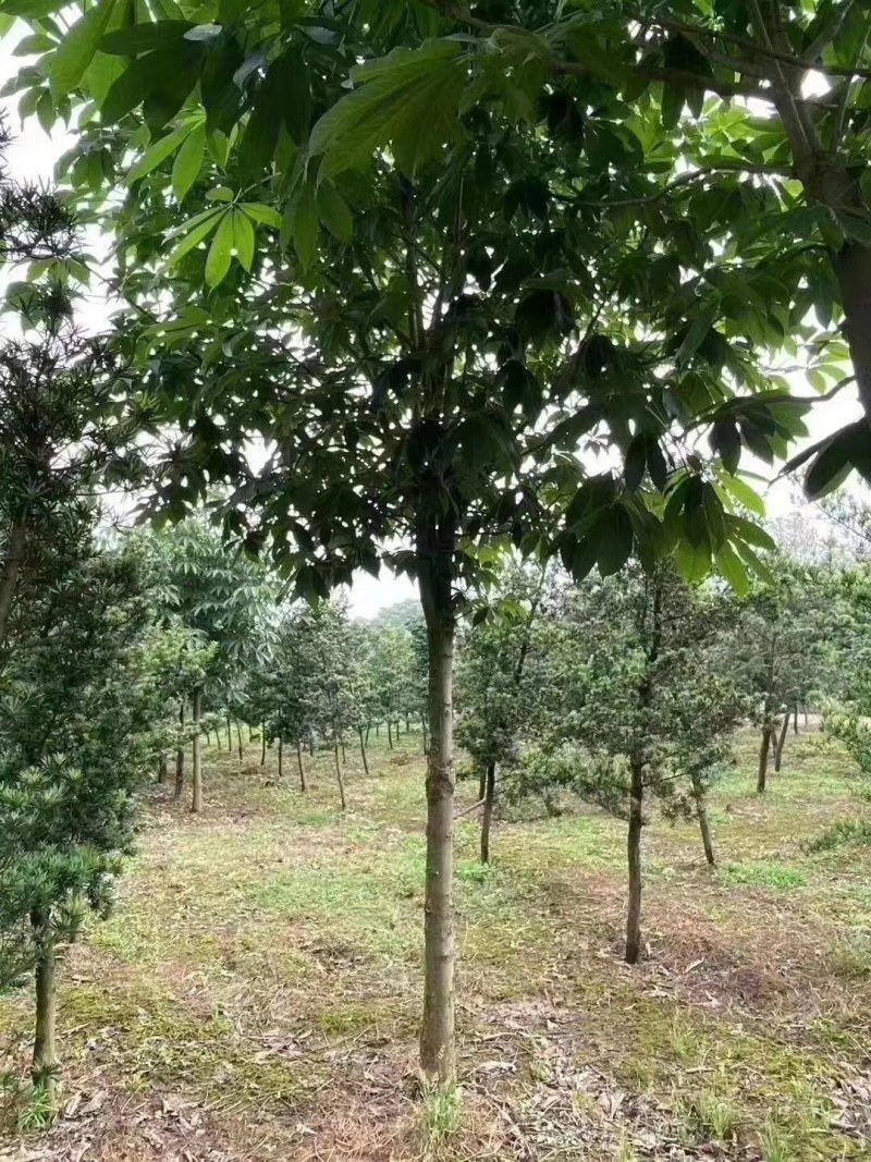 七叶树批量供应，冠幅饱满，5-13公分有货