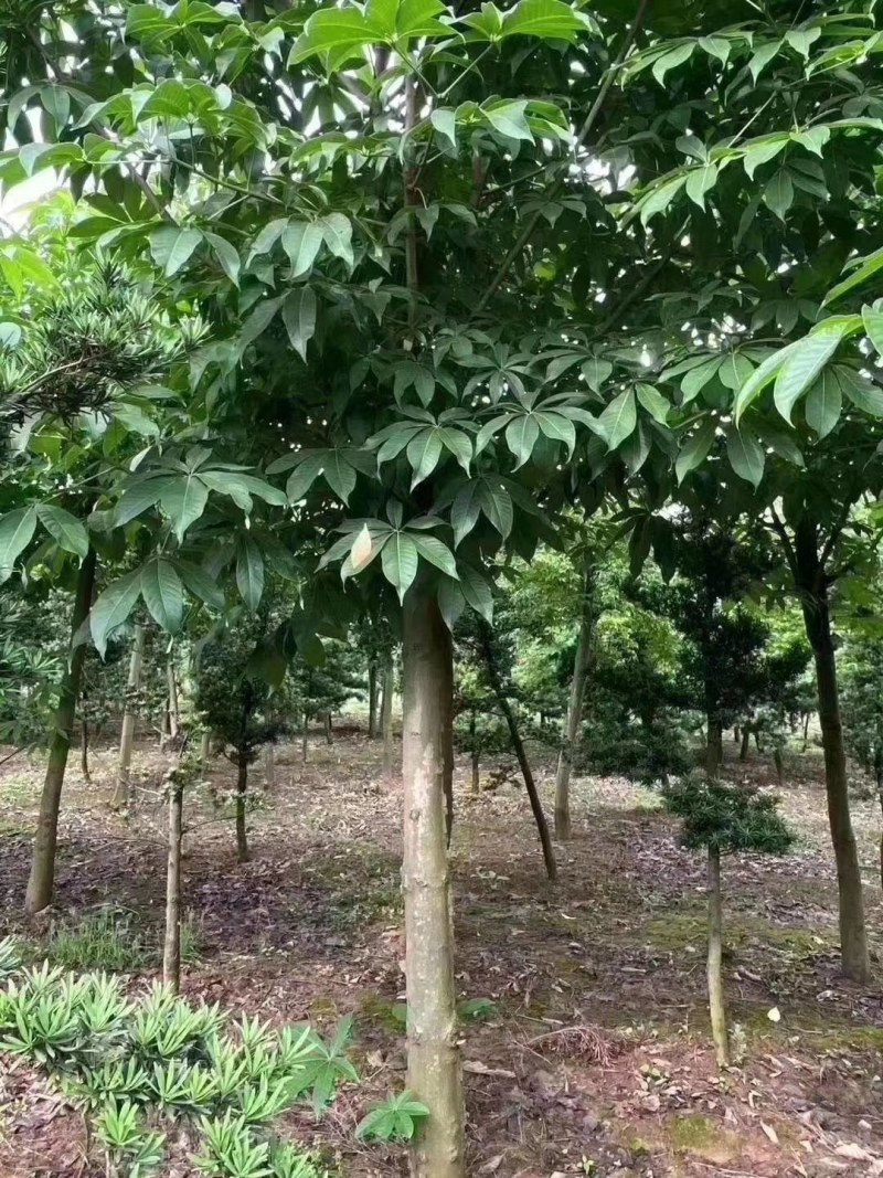 七叶树批量供应，冠幅饱满，5-13公分有货