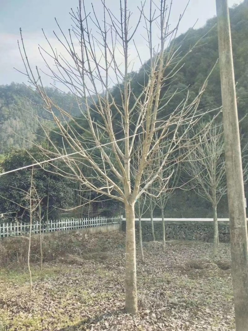七叶树批量供应，冠幅饱满，5-13公分有货