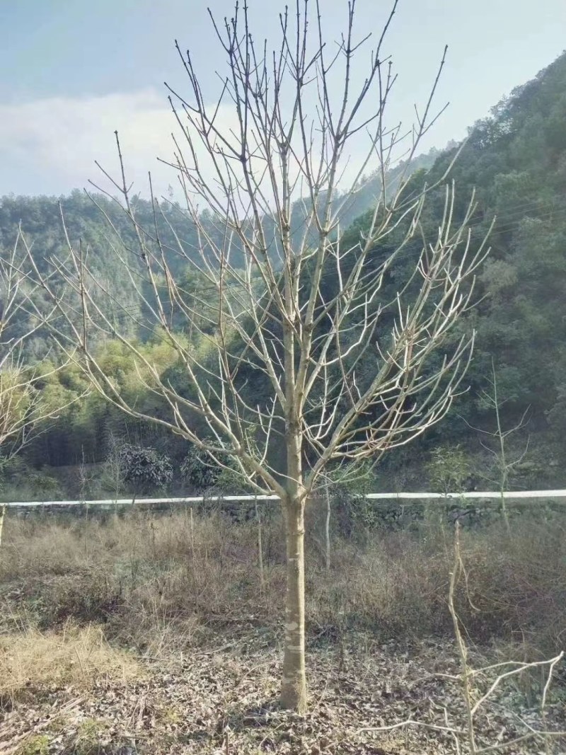 七叶树批量供应，冠幅饱满，5-13公分有货