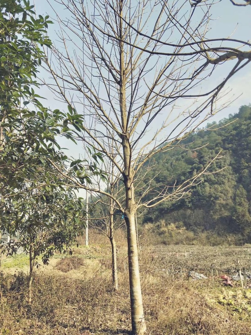 七叶树批量供应，冠幅饱满，5-13公分有货