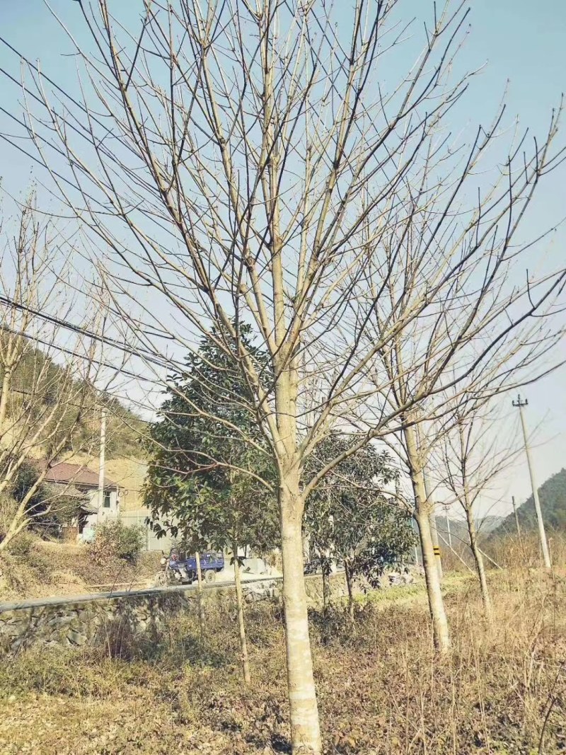 七叶树批量供应，冠幅饱满，5-13公分有货