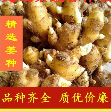 大黄姜出芽率高货源充足大黄姜小黄姜大量现货