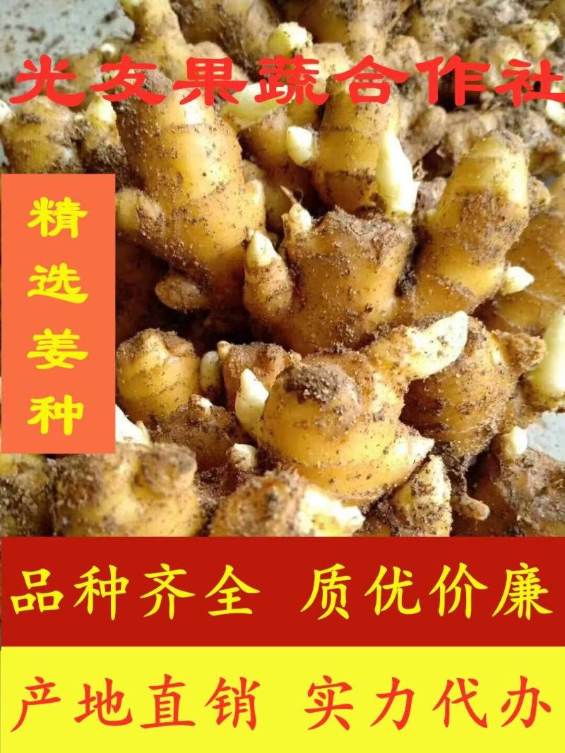 大黄姜出芽率高货源充足大黄姜小黄姜大量现货