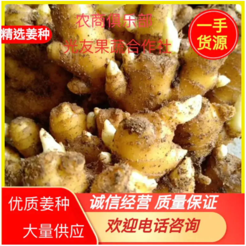 大黄姜出芽率高货源充足大黄姜小黄姜大量现货