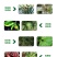 细必斯春雷溴菌腈细先打蔬菜果树瓜果细菌性炭疽病杀菌剂