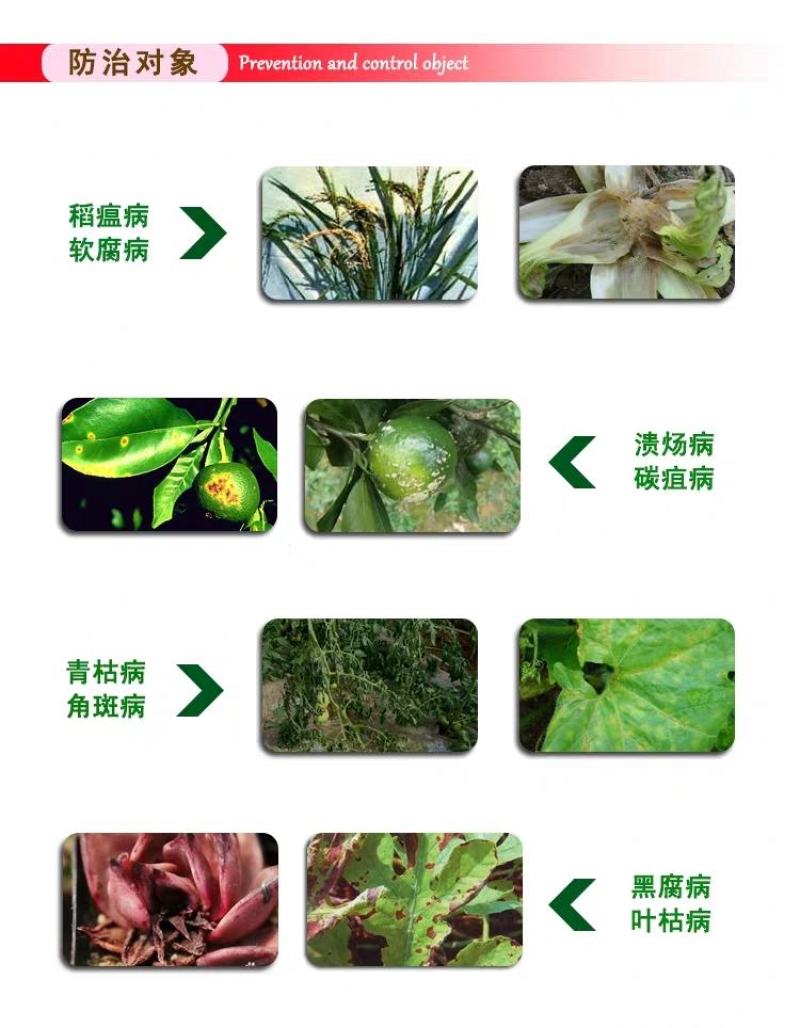 细必斯春雷溴菌腈细先打蔬菜果树瓜果细菌性炭疽病杀菌剂