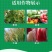 细必斯春雷溴菌腈细先打蔬菜果树瓜果细菌性炭疽病杀菌剂