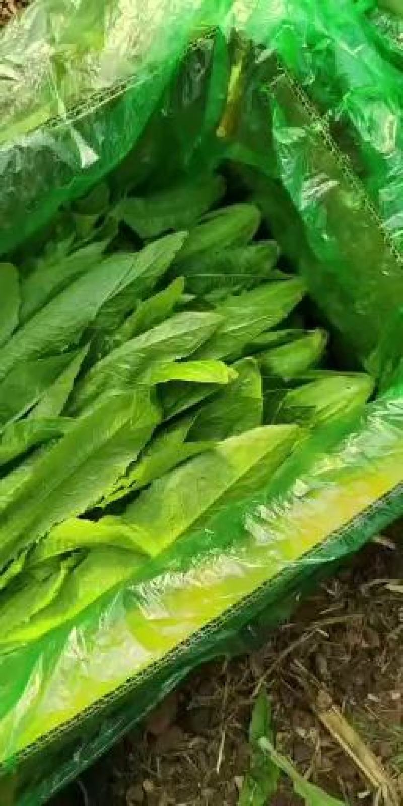 邯郸精品油麦菜，质量好，价格低，直接地头装箱，货真价实，