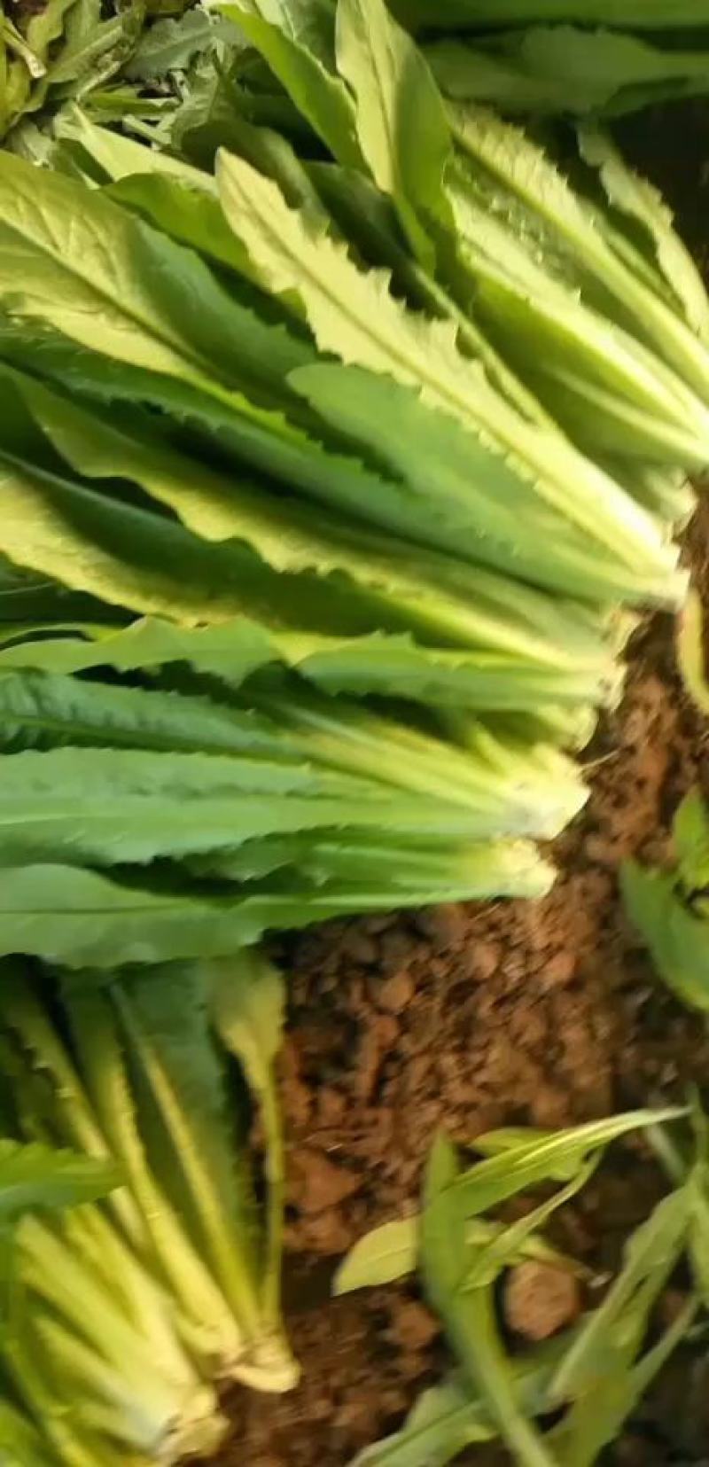 邯郸精品油麦菜，质量好，价格低，直接地头装箱，货真价实，