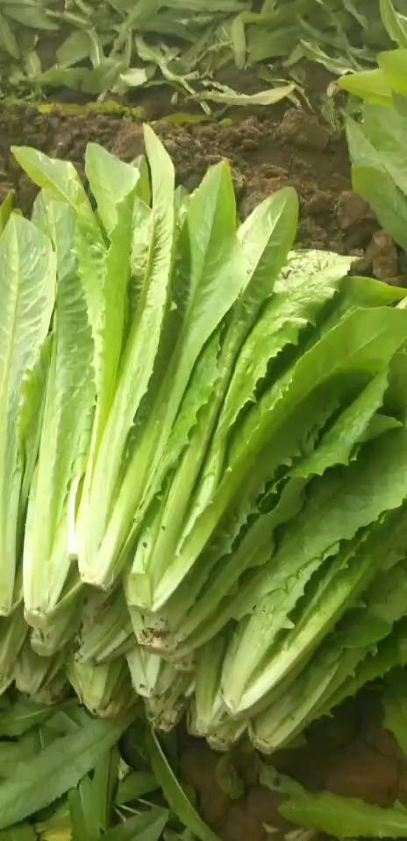 邯郸精品油麦菜，质量好，价格低，直接地头装箱，货真价实，