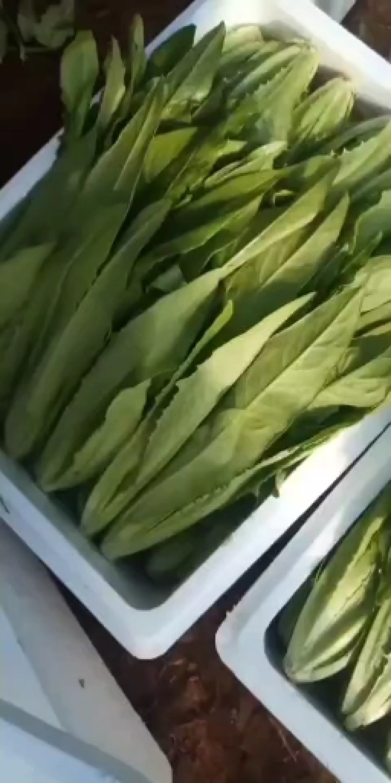 邯郸精品油麦菜，质量好，价格低，直接地头装箱，货真价实，