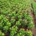 南非万寿菊绿化工程苗木颜色齐全养护简单开花周期长