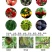 细必斯春雷溴菌腈细先打蔬菜果树瓜果细菌性炭疽病杀菌剂