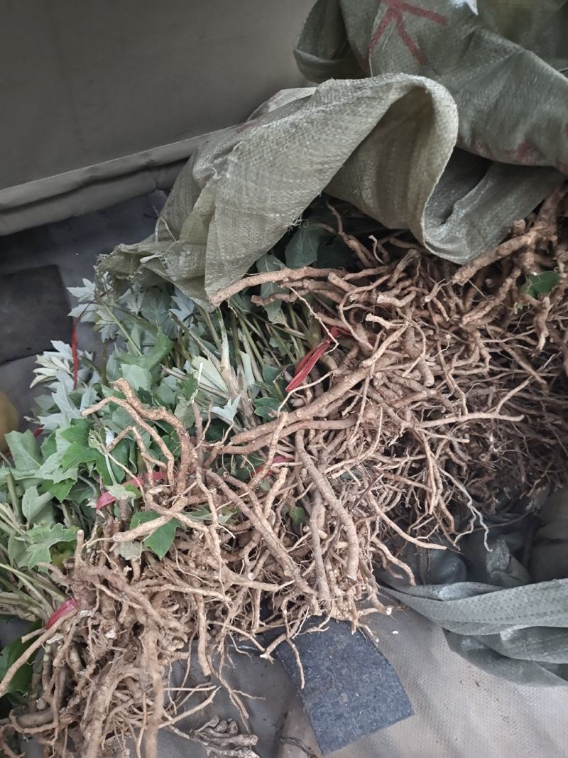 大通草种苗生长速度快质量保证成活率高