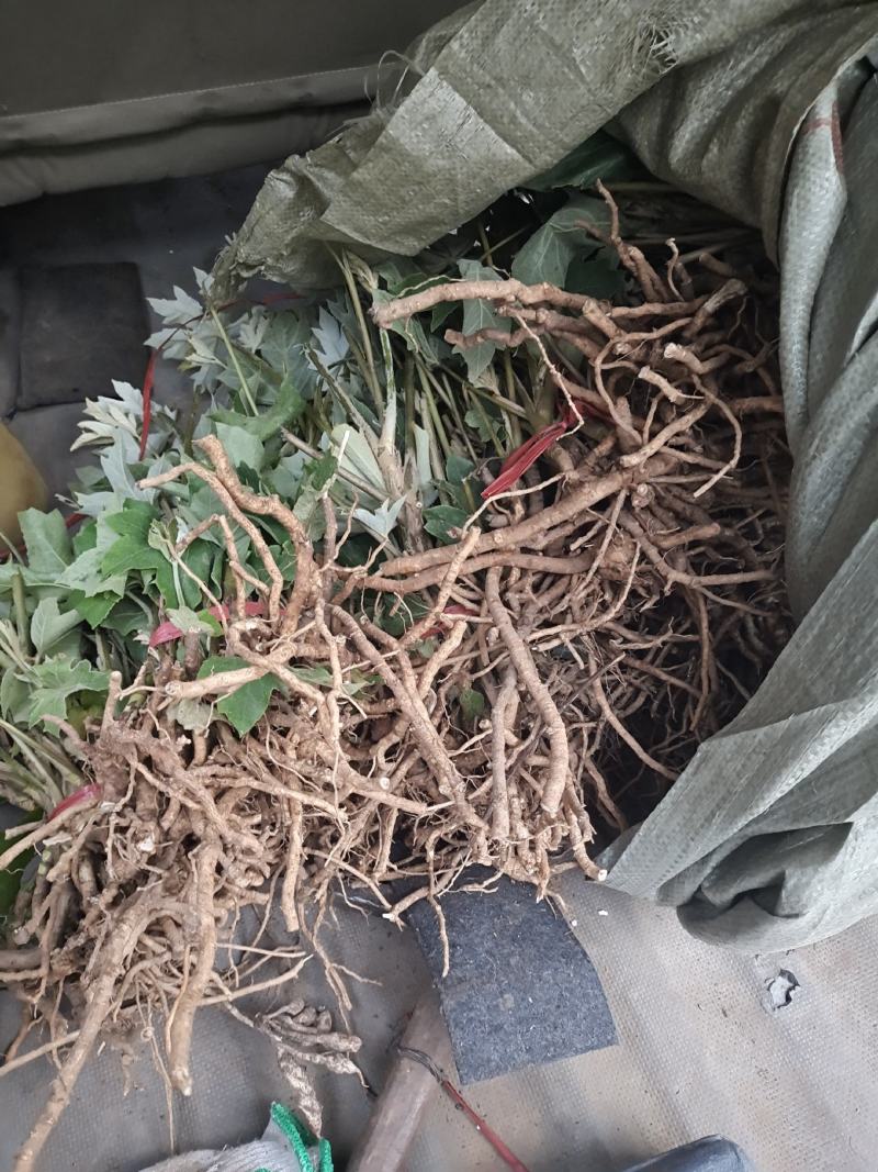 大通草种苗生长速度快质量保证成活率高