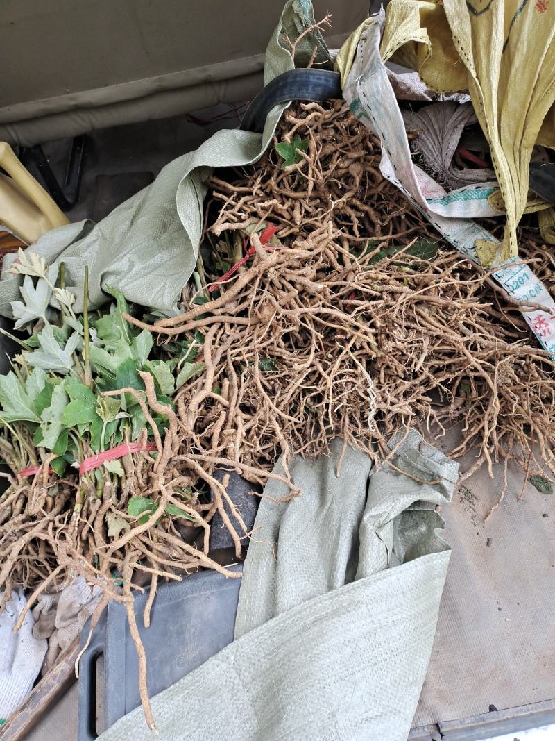 大通草种苗生长速度快质量保证成活率高