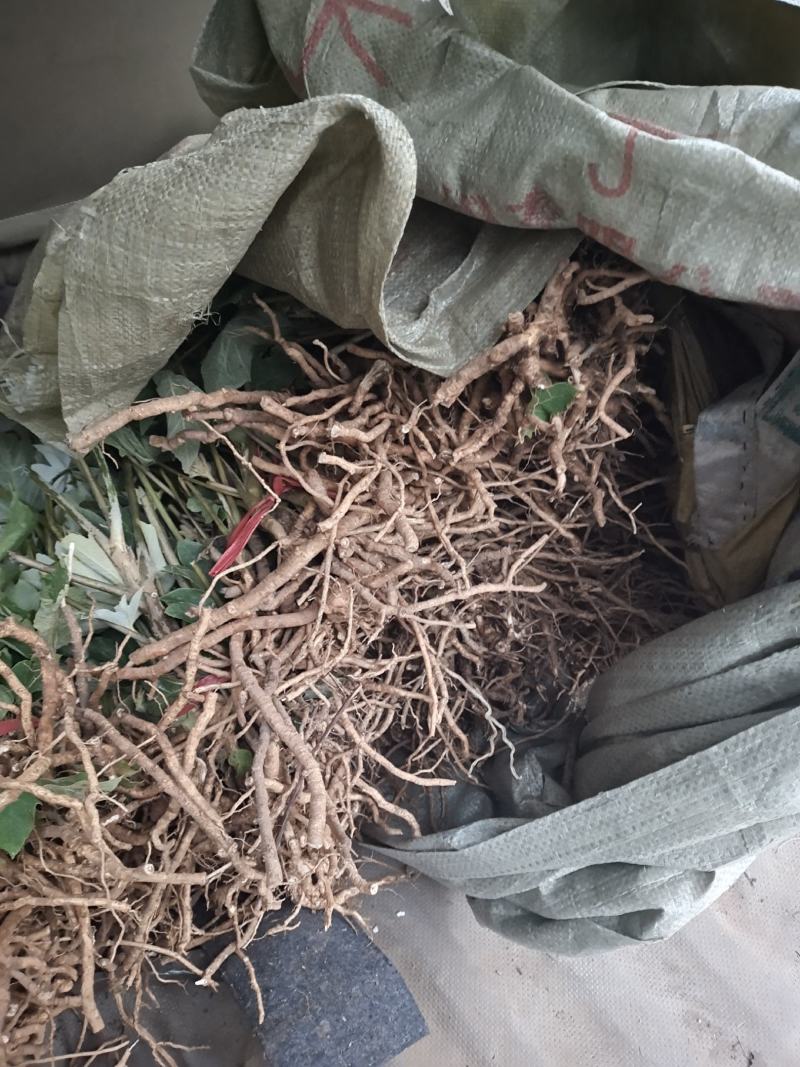 大通草种苗生长速度快质量保证成活率高
