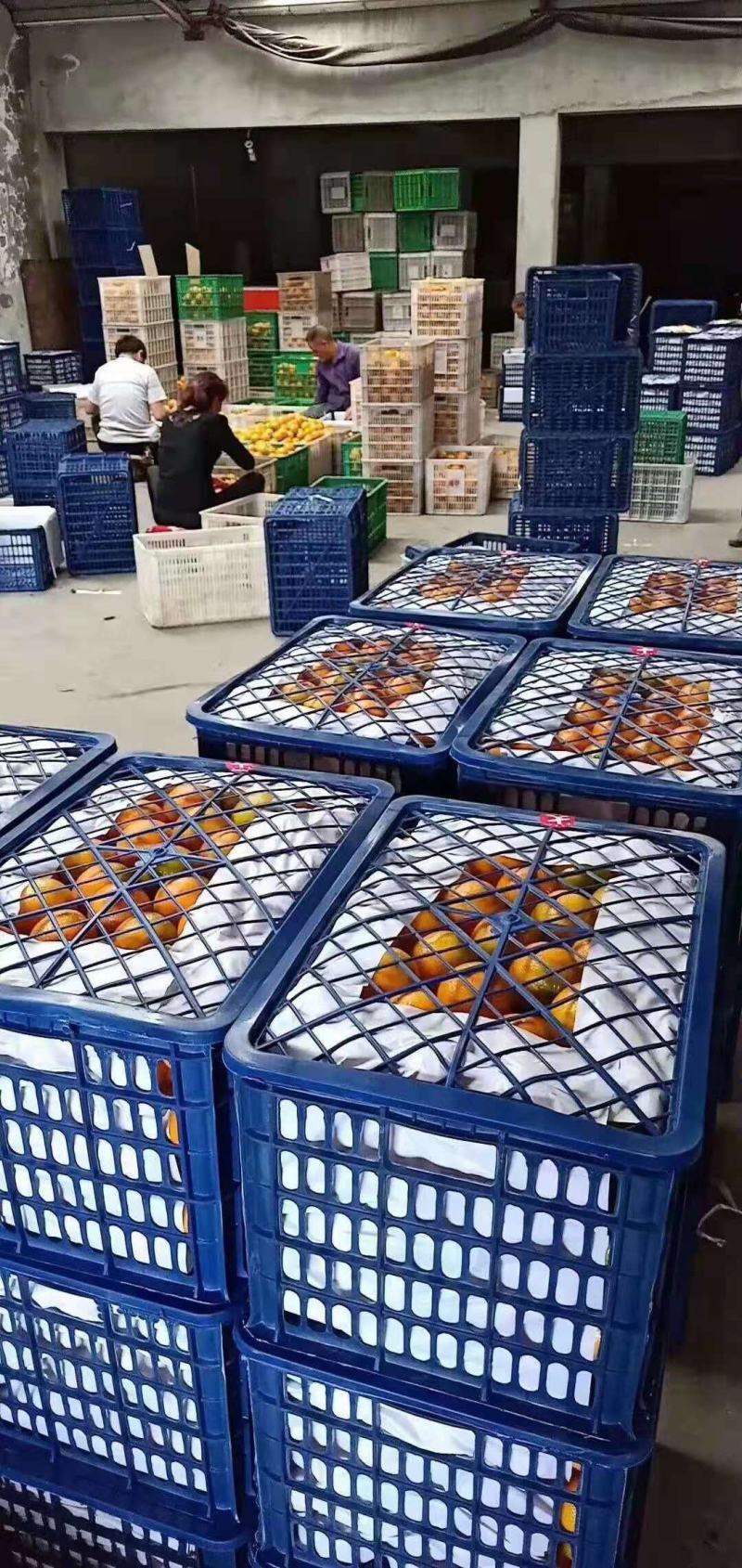 秭归脐橙夏橙果园看果订货按需采摘品质保证价格实惠全国发货