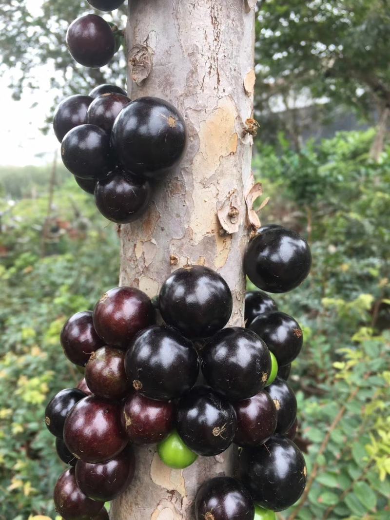 红妃四季嘉宝果苗树葡萄果苗艾斯卡树苗大果福冈带花带果