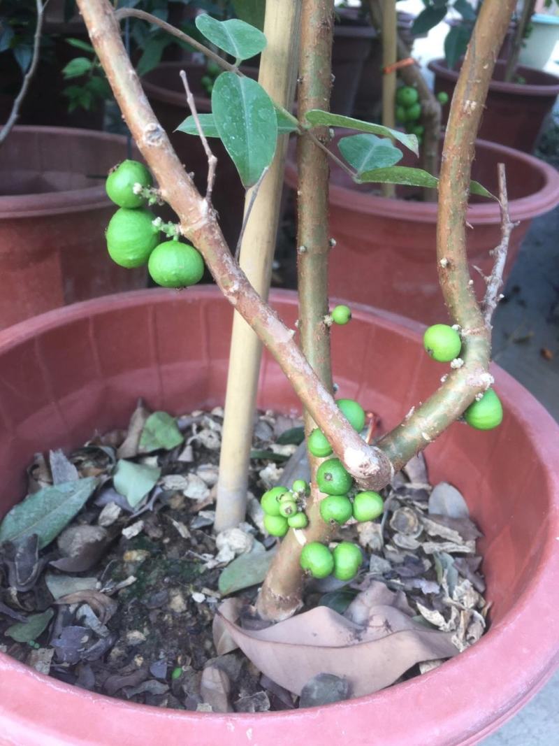 红妃四季嘉宝果苗树葡萄果苗艾斯卡树苗大果福冈带花带果