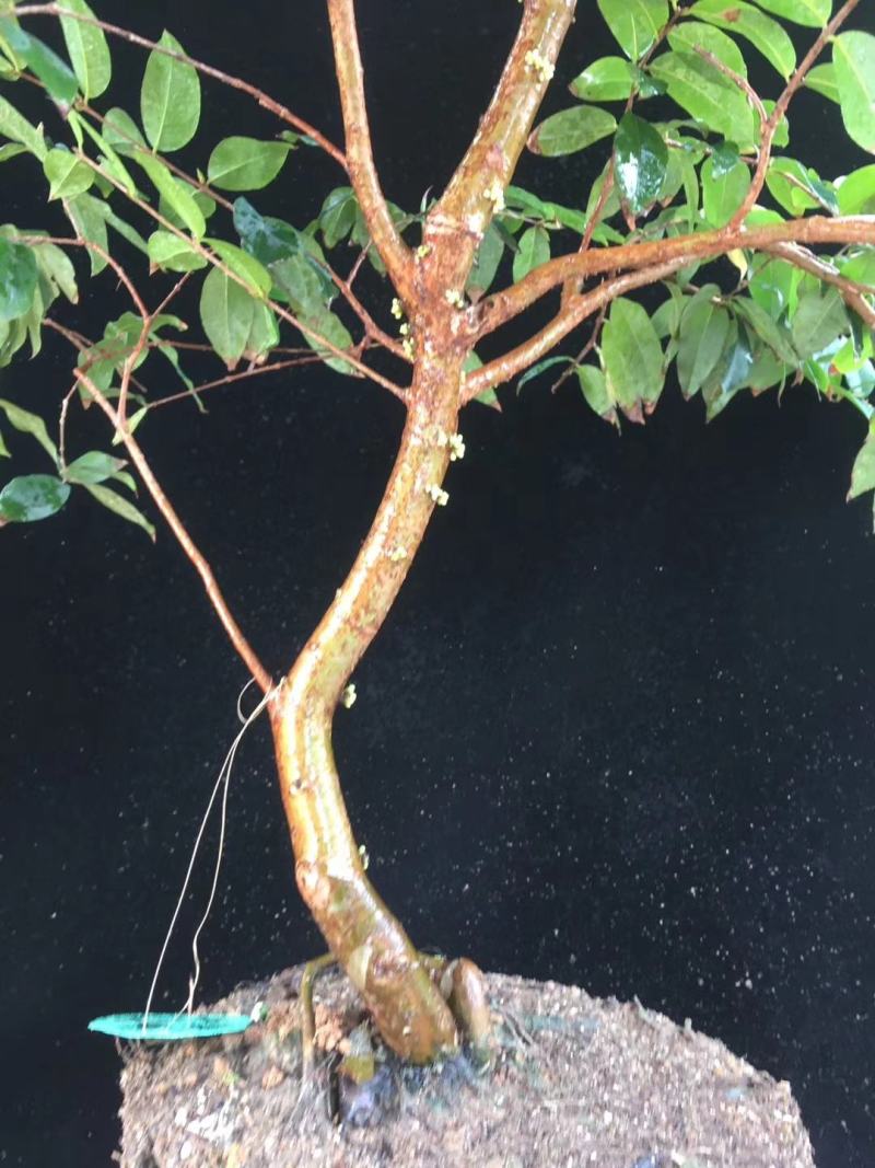 红妃四季嘉宝果苗树葡萄果苗艾斯卡树苗大果福冈带花带果