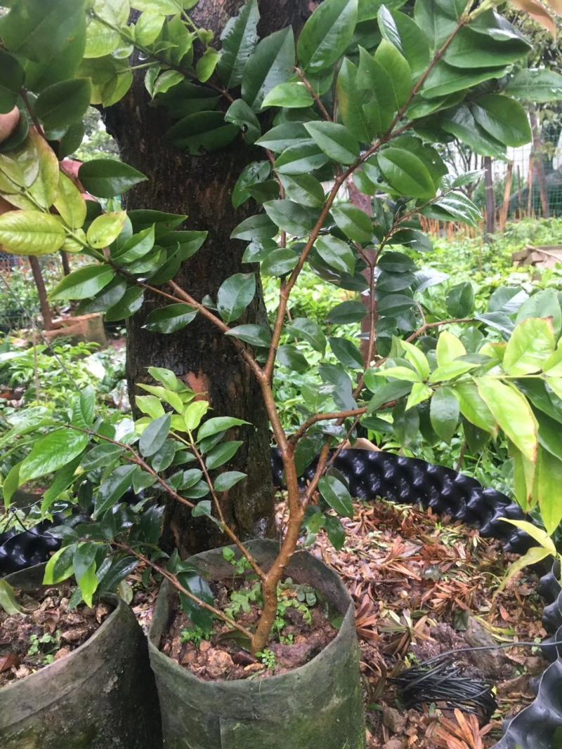 红妃四季嘉宝果苗树葡萄果苗艾斯卡树苗大果福冈带花带果