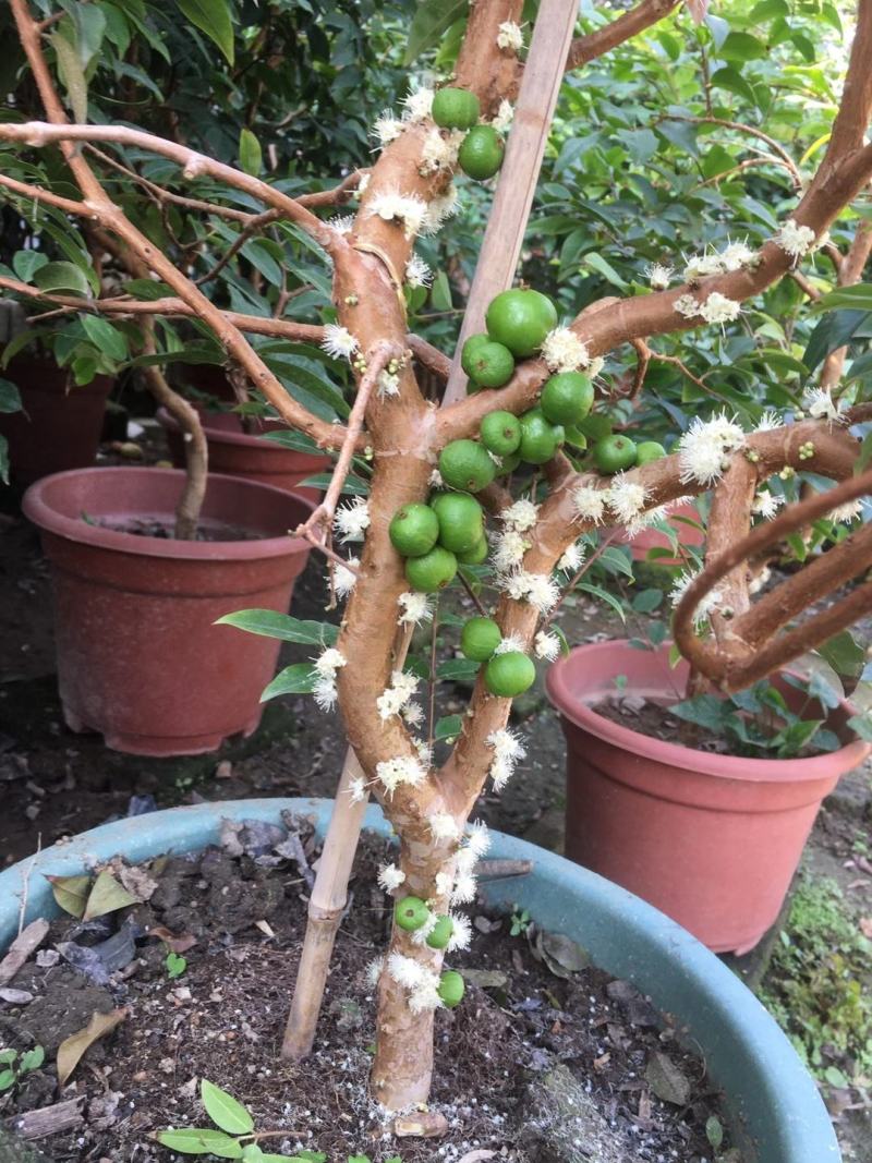 红妃四季嘉宝果苗树葡萄果苗艾斯卡树苗大果福冈带花带果
