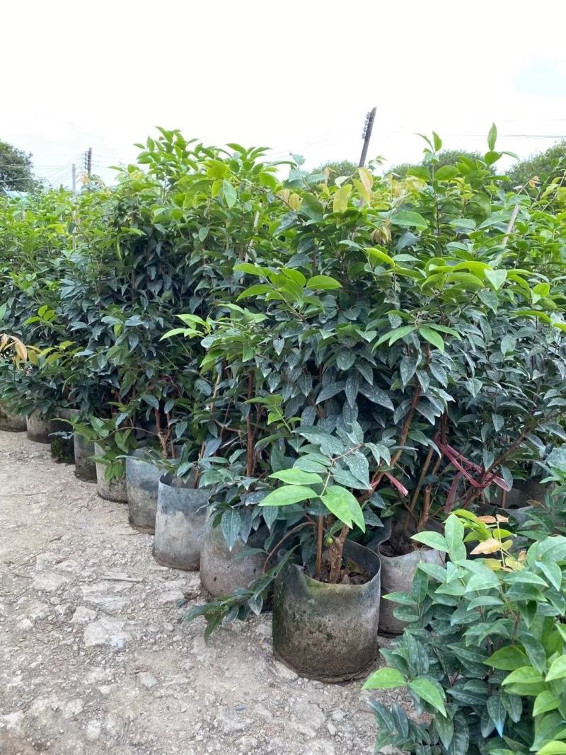 红妃四季嘉宝果苗树葡萄果苗艾斯卡树苗大果福冈带花带果