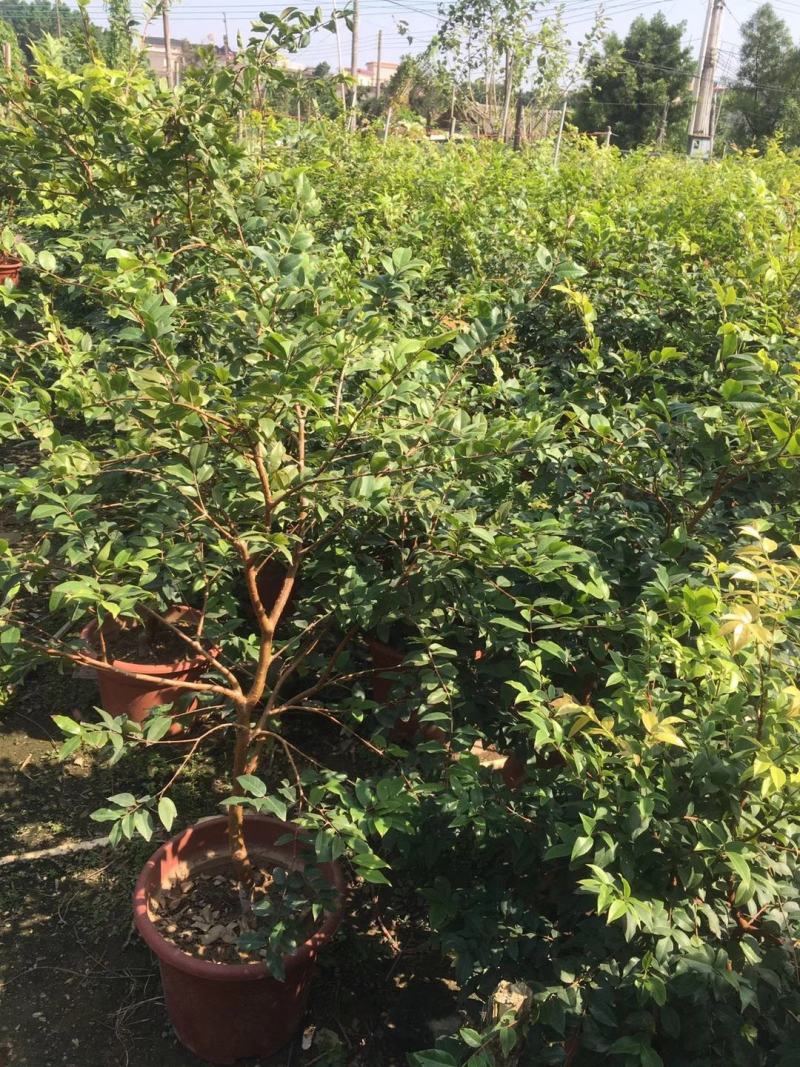 红妃四季嘉宝果苗树葡萄果苗艾斯卡树苗大果福冈带花带果
