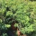 红妃四季嘉宝果苗树葡萄果苗艾斯卡树苗大果福冈带花带果