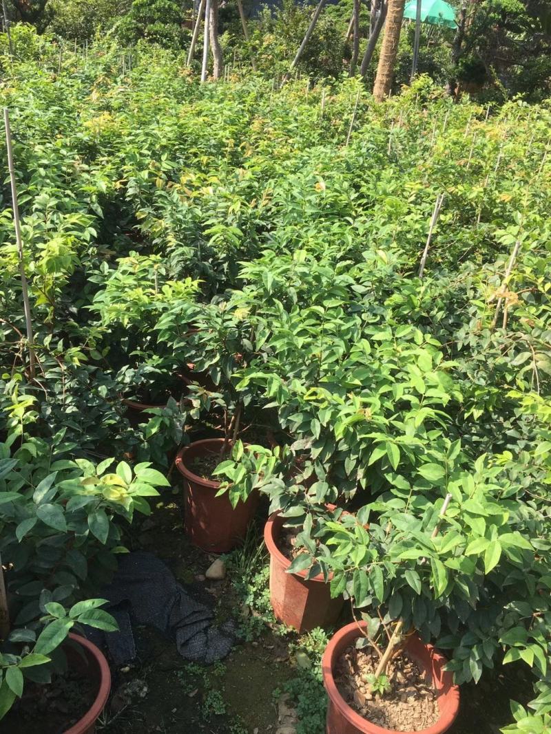 红妃四季嘉宝果苗树葡萄果苗艾斯卡树苗大果福冈带花带果