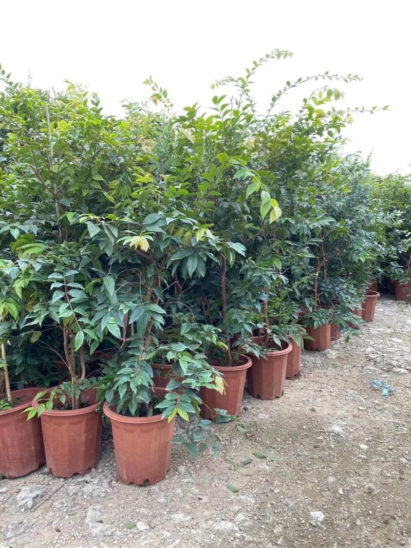 红妃四季嘉宝果苗树葡萄果苗艾斯卡树苗大果福冈带花带果
