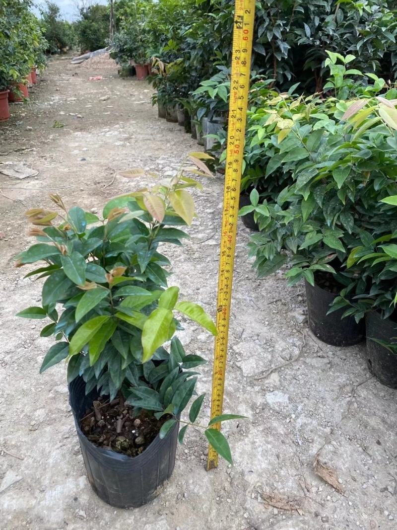 红妃四季嘉宝果苗树葡萄果苗艾斯卡树苗大果福冈带花带果