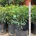 红妃四季嘉宝果苗树葡萄果苗艾斯卡树苗大果福冈带花带果