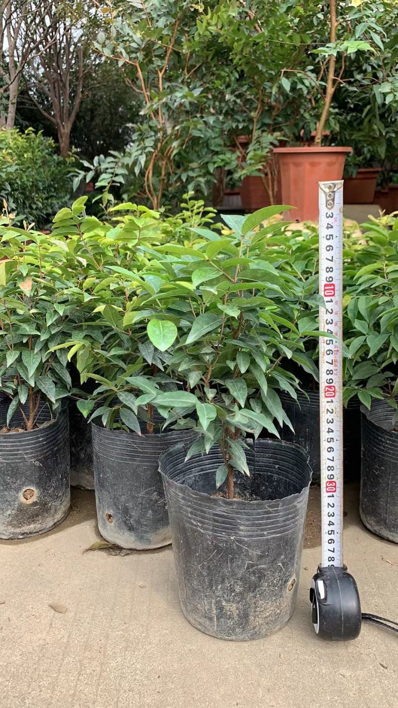 红妃四季嘉宝果苗树葡萄果苗艾斯卡树苗大果福冈带花带果