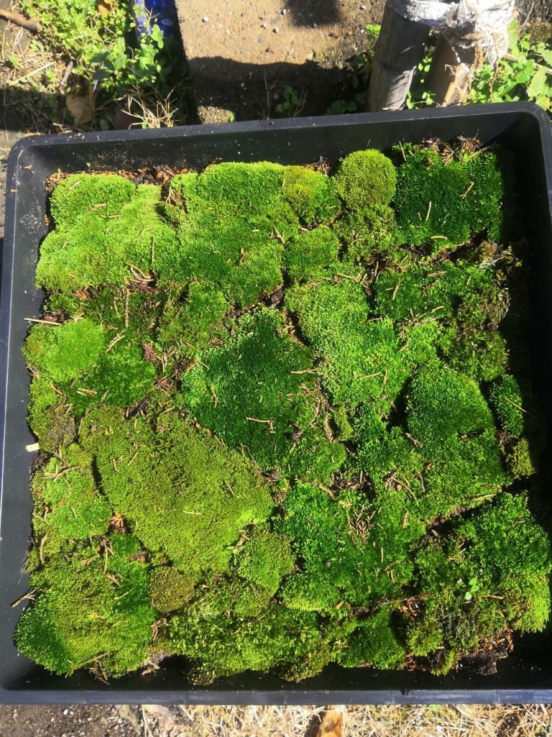 青苔，苔癣，自家培育直销，地栽盘苗都有