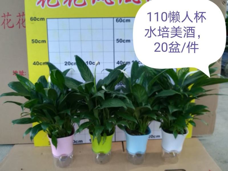 广州从化花花凤凰园艺基地白掌一帆风顺，直发，吸收有害气体