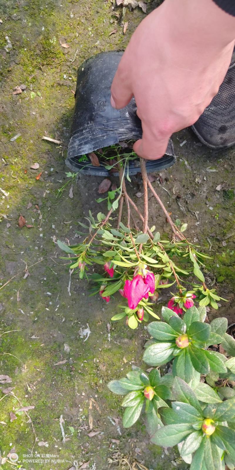 黑色16杯露色工程杜鹃数量5000