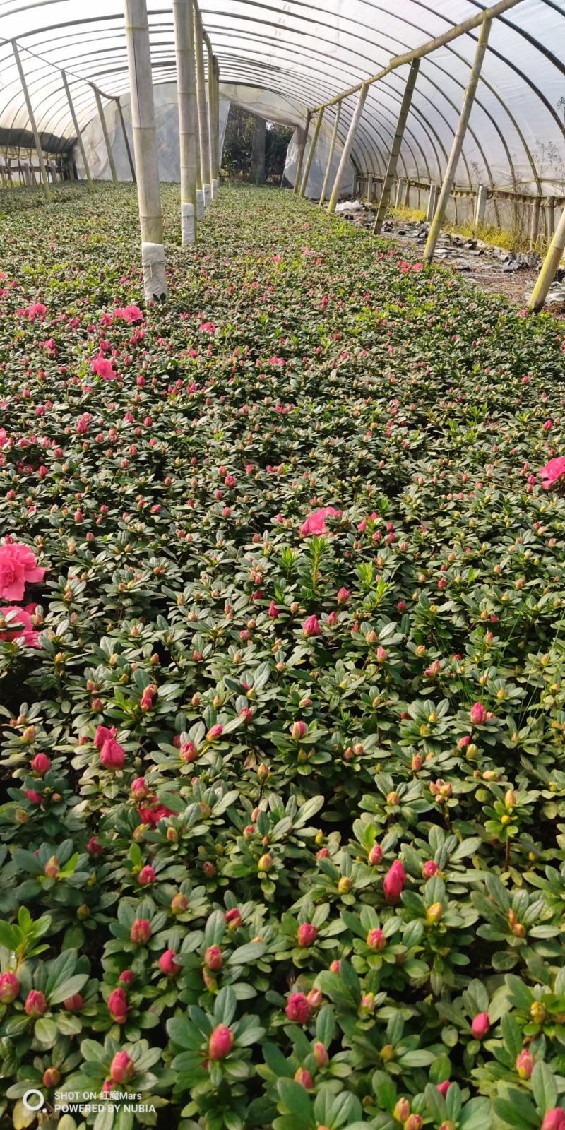 黑色16杯露色工程杜鹃数量5000