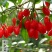 野生红枸杞树苗宁夏新疆红色枸杞苗老桩盆景盆栽枸杞子植物