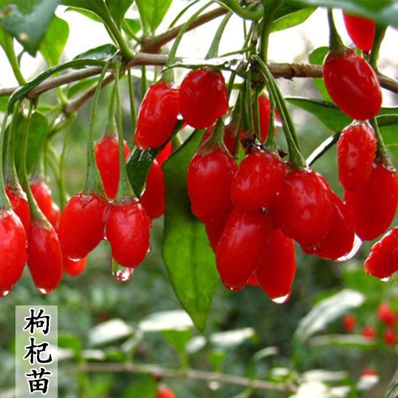 野生红枸杞树苗宁夏新疆红色枸杞苗老桩盆景盆栽枸杞子植物