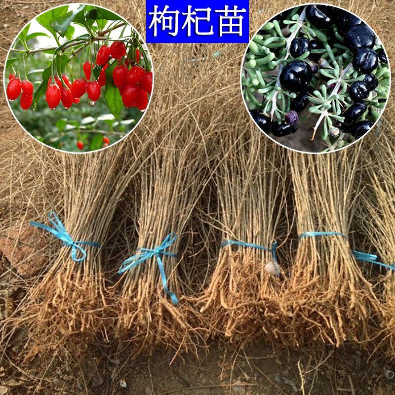 野生红枸杞树苗宁夏新疆红色枸杞苗老桩盆景盆栽枸杞子植物