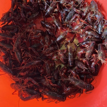 湖北荆州小龙虾有需要请联系