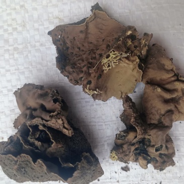 石耳，石花中药材石耳，质量上乘价格合理！