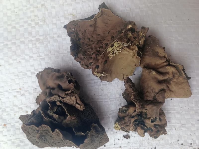 石耳，石花中药材石耳，质量上乘价格合理！