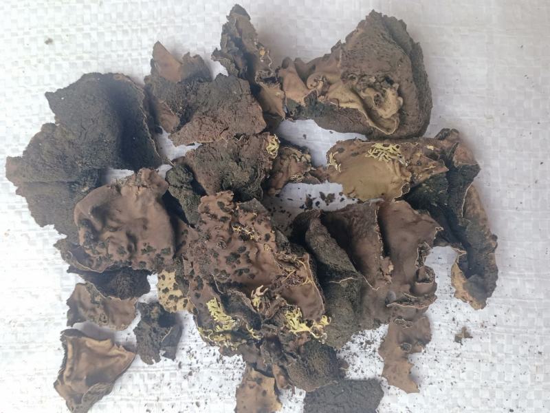 石耳，石花中药材石耳，质量上乘价格合理！