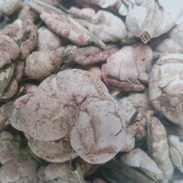 竹黄，竹花野生中药材，质量保证欢迎咨询！经营各种中药材！