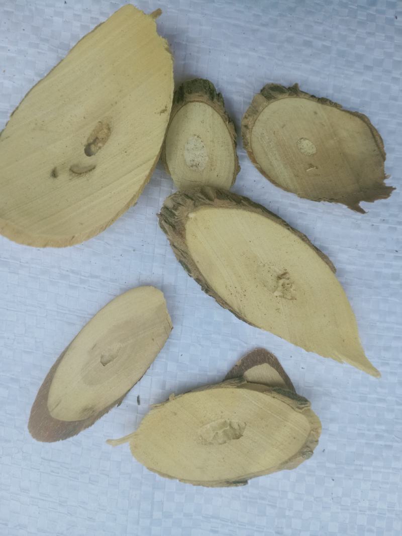 接骨木，中药材接骨木切片质量保证，经营各种中药材欢迎咨绚