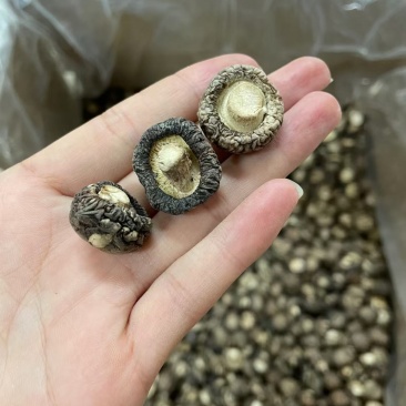 小号香菇，产地河南，形状饱满，厚肉，48斤一件起39元